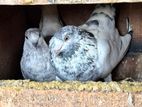 Times Pigeon