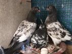 Timing Pigeon