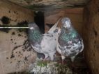 Pigeons