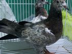 Timing Pigeon