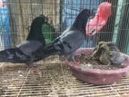 Timing Pigeon
