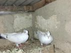 Timing Pigeon