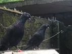 Timing Pigeons