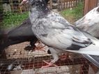 Pigeons