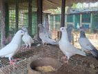 Pigeons