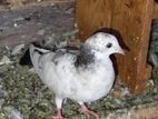 Pigeons