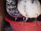 Timing Piegon