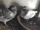 Timing Pigeon Chick