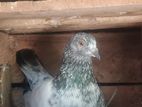 Timing Pigeons
