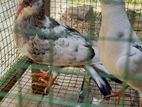 Timing Pigeon