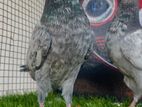 Timing Pigeon