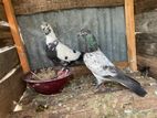 Timing Pigeon
