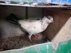 Timing Pigeon