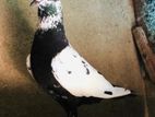 Timing Pigeons