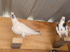 timing pigeon