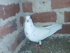 Timing Pigeon