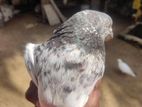 Timing Pigeon