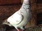 Timing Pigeon