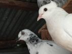 Timing Pigeon