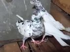 Timing Pigeon