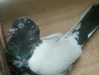 Timing Pigeons