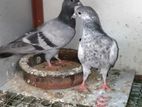 Pigeons