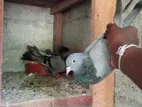 Timing Pigeons