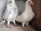 Timing Pigeons