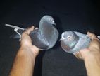 Timing Pigeons