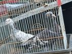 Timing Pigeon