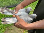 Timing Pigeon