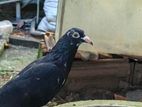 timing pigeon