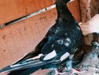 timing pigeon