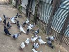 Timing Pigeon