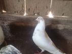 Timing Pigeon