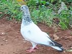 Timing Pigeon