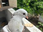 Timing Pigeon