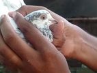Timing Pigeons