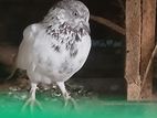 Timing Pigeons