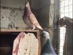 Timing Pigeon