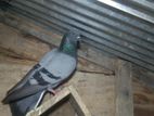 Timing Pigeon