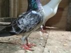 Timing Pigeon
