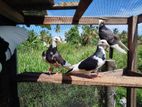Timing Pigeon