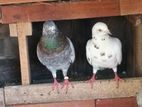 Timing Pigeon