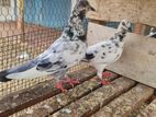 Timing pigeon