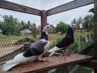 Timing Pigeons