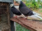 Timing Pigeons