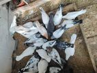 Timing Pigeon
