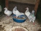 Timing Pigeons