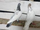 Timing pigeon